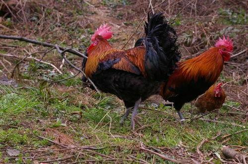 飞哥爆料整只鸡视频大全,整只鸡视频大全，烹饪技巧一网打尽  第3张